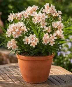 Salmon Dwarf Oleander Live Plant – 4-6 Inch Tall Ornamental Shrub – Outdoor - Image 3