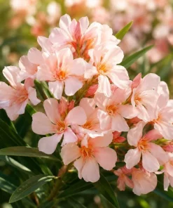 Salmon Dwarf Oleander Live Plant – 4-6 Inch Tall Ornamental Shrub – Outdoor - Image 5