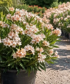 Salmon Dwarf Oleander Live Plant – 4-6 Inch Tall Ornamental Shrub – Outdoor - Image 6