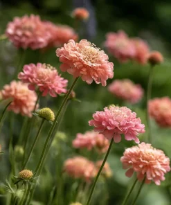 Salmon Queen Scabiosa Seeds – 50 Count – Vibrant Salmon-Pink Pincushion Flowers - Image 1