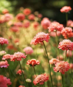 Salmon Queen Scabiosa Seeds – 50 Count – Vibrant Salmon-Pink Pincushion Flowers - Image 2