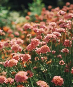 Salmon Queen Scabiosa Seeds – 50 Count – Vibrant Salmon-Pink Pincushion Flowers - Image 3