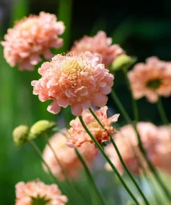 Salmon Queen Scabiosa Seeds – 50 Count – Vibrant Salmon-Pink Pincushion Flowers - Image 4