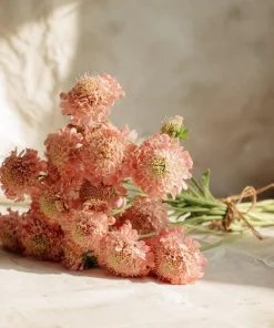 Salmon Queen Scabiosa Seeds – 50 Count – Vibrant Salmon-Pink Pincushion Flowers - Image 5