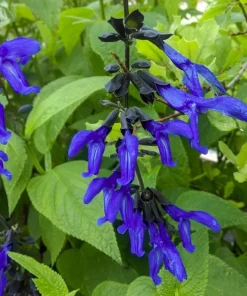 Salvia Black & Blue Live Perennial Plant Starter, 5-8" Tall in 2.5" Pot, Outdoor Flower - Image 2