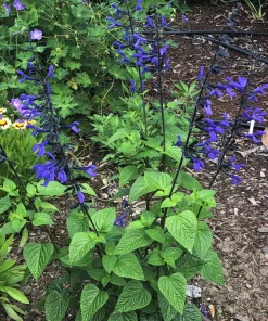Salvia Black & Blue Live Perennial Plant Starter, 5-8