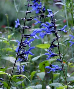Salvia Black & Blue Live Perennial Plant Starter, 5-8