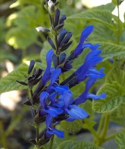 Salvia Black & Blue Live Perennial Plant Starter, 5-8