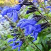 Salvia Black & Blue Live Perennial Plant Starter, 5-8" Tall in 2.5" Pot, Outdoor Flower - Image 1