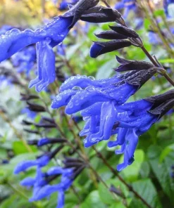 Salvia Black & Blue Live Perennial Plant Starter, 5-8" Tall in 2.5" Pot, Outdoor Flower - Image 1