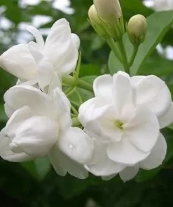 Sambac Jasmine Live Plant - Fragrant White Flowers Bush, 4-6 Inch Tall Outdoor - Image 2