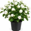 Sambac Jasmine Live Plant - Fragrant White Flowers Bush, 4-6 Inch Tall Outdoor - Image 1