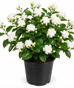 Sambac Jasmine Live Plant - Fragrant White Flowers Bush, 4-6 Inch Tall Outdoor - Image 1