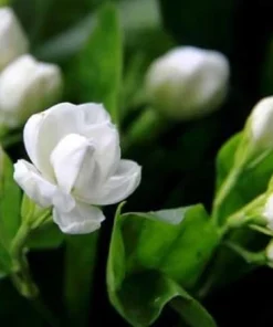 Sambac Jasmine Live Plant - Fragrant White Flowers Bush, 4-6 Inch Tall Outdoor - Image 3