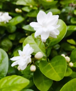 Sambac Jasmine Live Plant - Fragrant White Flowers Bush, 4-6 Inch Tall Outdoor - Image 4