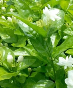 Sambac Jasmine Live Plant - Fragrant White Flowers Bush, 4-6 Inch Tall Outdoor - Image 5