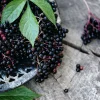 Sambucus nigra Elderberry Live Plant - Edible Berries - Zones 5-7 - 1-2 Year Growth - Image 1