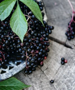 Sambucus nigra Elderberry Live Plant - Edible Berries - Zones 5-7 - 1-2 Year Growth - Image 1