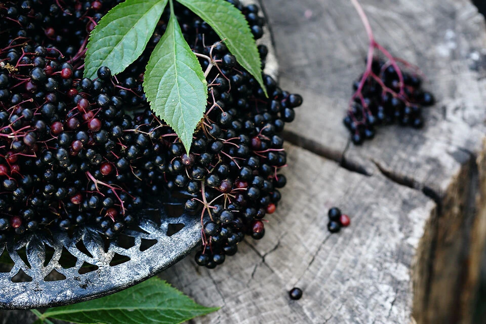 Sambucus nigra Elderberry Live Plant - Edible Berries - Zones 5-7 - 1-2 Year Growth - Image 1