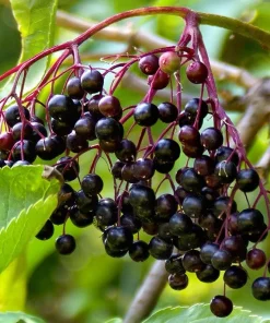 Sambucus nigra Elderberry Live Plant - Edible Berries - Zones 5-7 - 1-2 Year Growth - Image 2