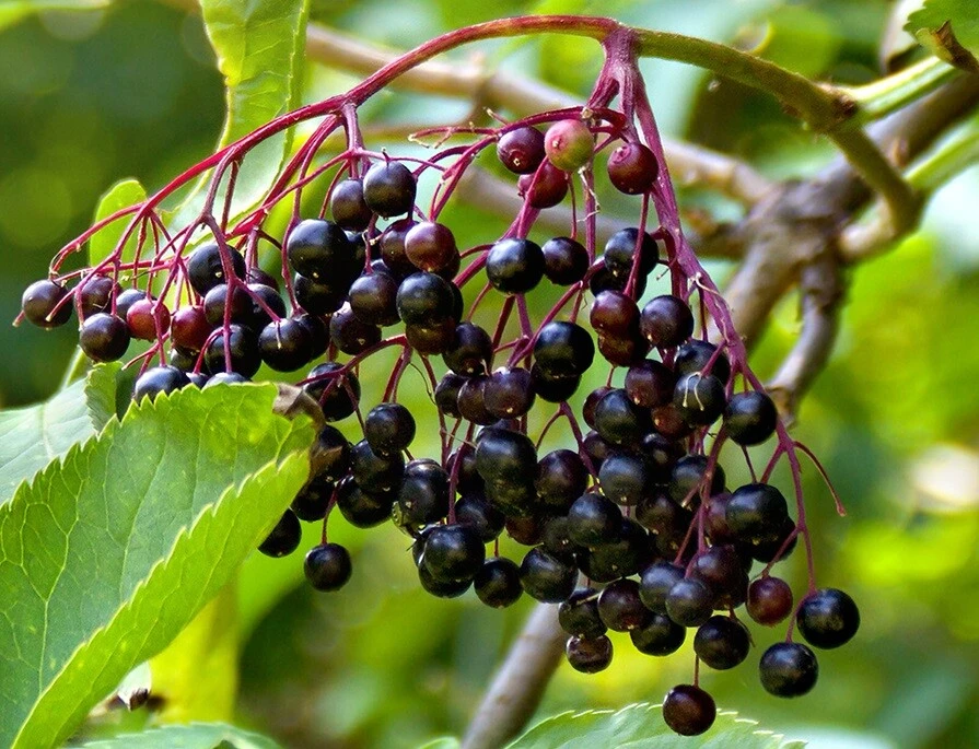 Sambucus nigra Elderberry Live Plant - Edible Berries - Zones 5-7 - 1-2 Year Growth - Image 2