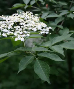 Sambucus nigra Elderberry Live Plant - Edible Berries - Zones 5-7 - 1-2 Year Growth - Image 3