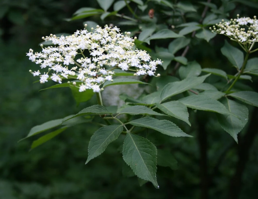 Sambucus nigra Elderberry Live Plant - Edible Berries - Zones 5-7 - 1-2 Year Growth - Image 3