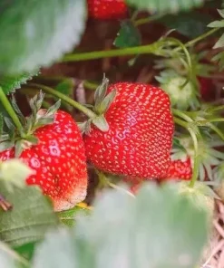 San Andreas Everbearing Strawberry Live Plants - Set of 6 Starters - Image 2