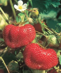 San Andreas Everbearing Strawberry Live Plants - Set of 6 Starters, Outdoor - Image 3