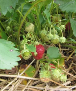San Andreas Everbearing Strawberry Live Plants - Set of 6 Starters, Outdoor - Image 4