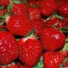 San Andreas Everbearing Strawberry Live Plants - Set of 6 Starters, Outdoor - Image 1