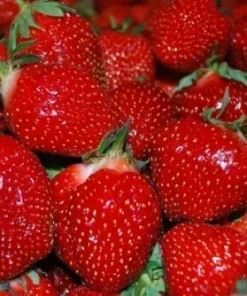 San Andreas Everbearing Strawberry Live Plants - Set of 6 Starters, Outdoor - Image 1