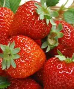 San Andreas Everbearing Strawberry Live Plants - Set of 6 Starters - Image 5