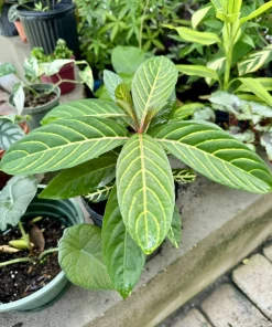 Sanchezia Live Plant – Tropical Foliage – Vibrant Indoor/Outdoor Houseplant - Image 1