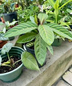 Sanchezia Live Plant – Tropical Foliage – Vibrant Indoor/Outdoor Houseplant - Image 2