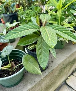 Sanchezia Live Plant - Zebra Plant Tropical Foliage Houseplant - Potted Indoor Plant - Image 2