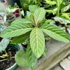 Sanchezia Live Plant - Zebra Plant Tropical Foliage Houseplant - Potted Indoor Plant - Image 1