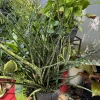 Sansevieria Fernwood Mikado Live Plant - Rare Snake Plant in Nursery Pot, Indoor - Image 1