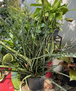 Sansevieria Fernwood Mikado Live Plant - Rare Snake Plant in Nursery Pot, Indoor - Image 1