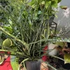 Sansevieria Fernwood Mikado Live Plant - Rare Snake Plant Indoor Houseplant - Image 1