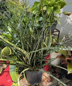Sansevieria Fernwood Mikado Live Plant - Rare Snake Plant Indoor Houseplant - Image 1