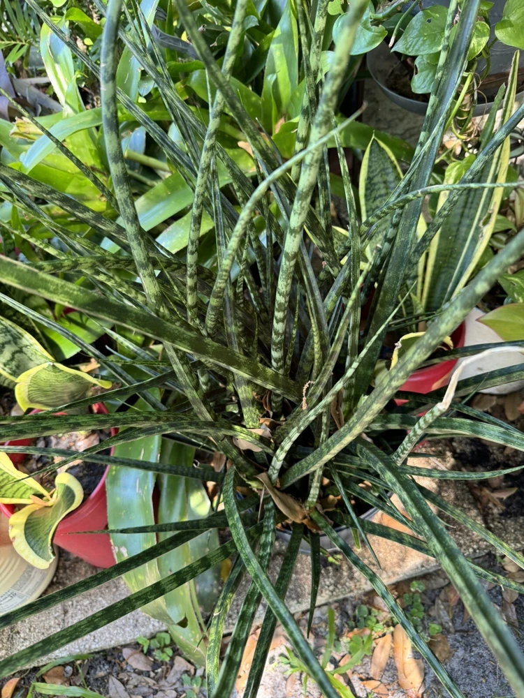 Sansevieria Fernwood Mikado Snake Plant - Live Potted Houseplant Indoor - Image 3