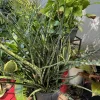 Sansevieria Fernwood Mikado Snake Plant - Live Potted Houseplant Indoor - Image 1
