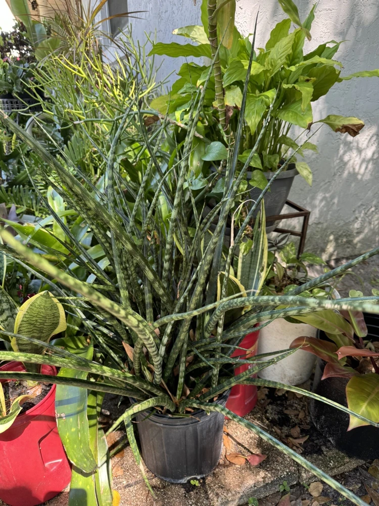 Sansevieria Fernwood Mikado Snake Plant - Live Potted Houseplant Indoor - Image 1
