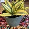 Sansevieria Golden Hahnii Live Plant - Bird's Nest Snake Plant Indoor Houseplant - Image 1