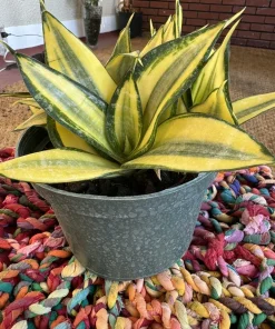 Sansevieria Golden Hahnii Live Plant - Bird's Nest Snake Plant Indoor Houseplant - Image 1