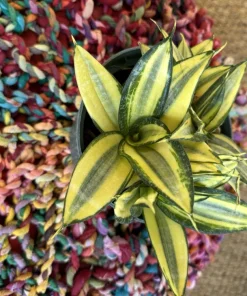 Sansevieria Golden Hahnii Live Plant - Bird's Nest Snake Plant Indoor Houseplant - Image 3