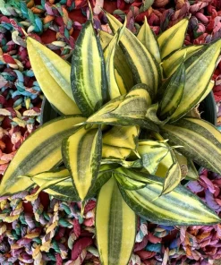 Sansevieria Golden Hahnii Snake Plant - Live Houseplant - Compact Size - Image 2
