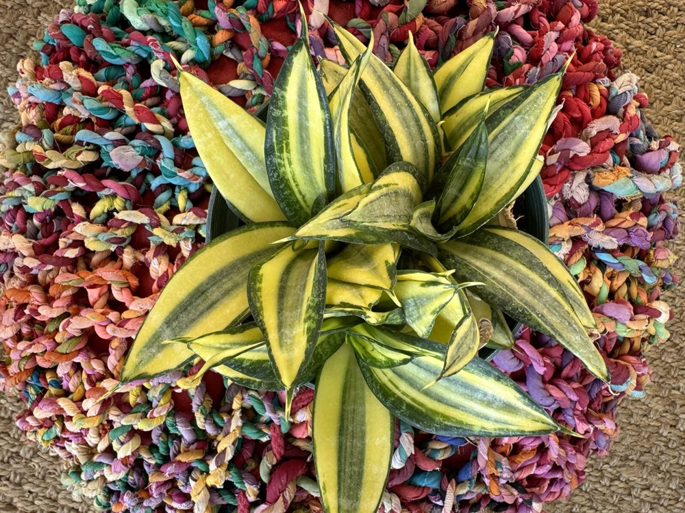 Sansevieria Golden Hahnii Snake Plant - Live Houseplant - Compact Size - Image 2