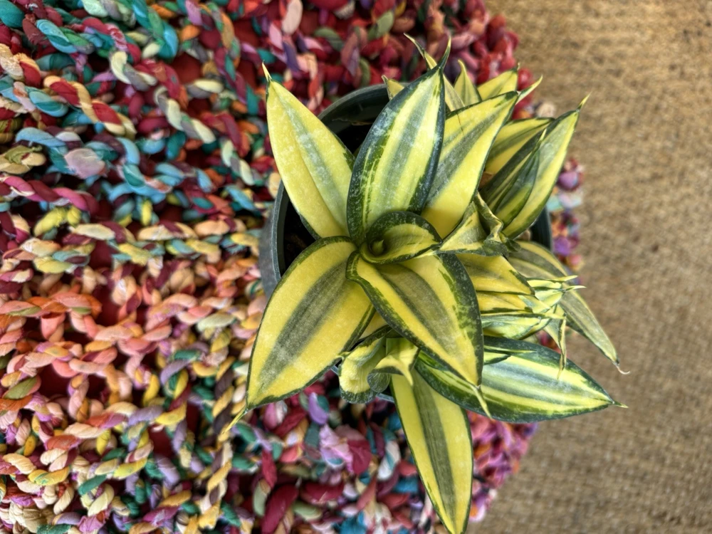 Sansevieria Golden Hahnii Snake Plant - Live Houseplant - Compact Size - Image 3
